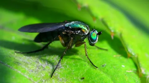 Semaphore Fly on a leaf. Stock Footage 138586293