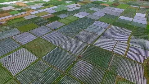 Sembalun field 動画素材 119618223