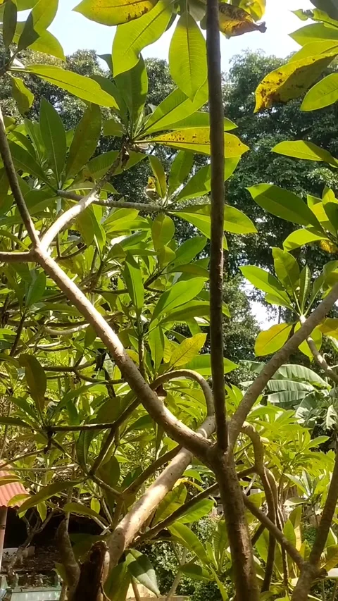 Semboja flower Stock Footage 325571115