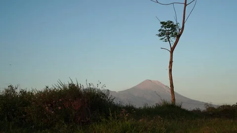 Semeru mountain behind the grass Stock Footage 264157193