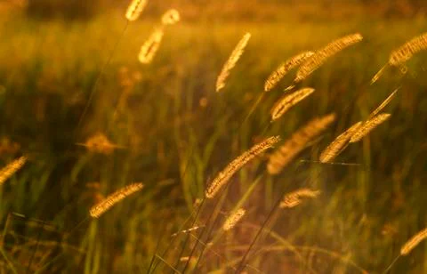 Semetsi Stock Photos