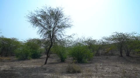 Semi-arid land Stock Footage 121766987