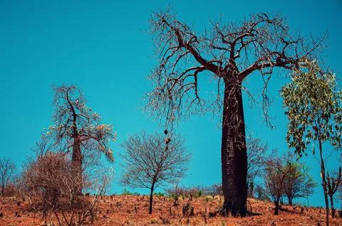 Semi-arid landscape featuring a large tree. Stock Photos