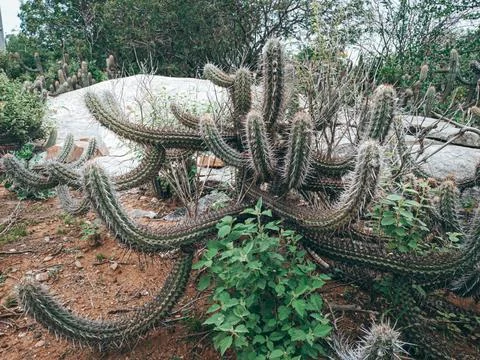 Semi-arid landscape with its typical vegetation. Stock Photos