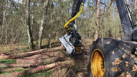 Semi automatic tree saw with hydraulic arm and integrated chain saw. Stock Footage 217810761