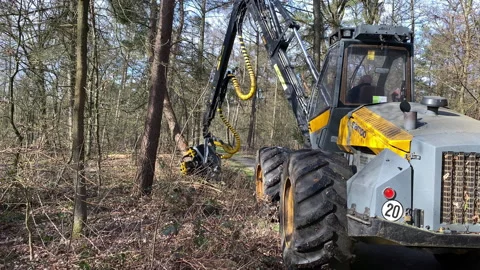 Semi automatic tree saw with hydraulic arm Stock Footage 217825272
