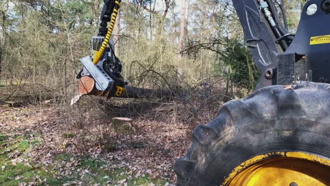 Semi automatic tree saw with hydraulic arm and integrated chain saw. Stock Footage 217825908