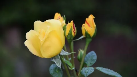 Semi-bloomed yellow rose sways in the wind Stock Footage 250797939