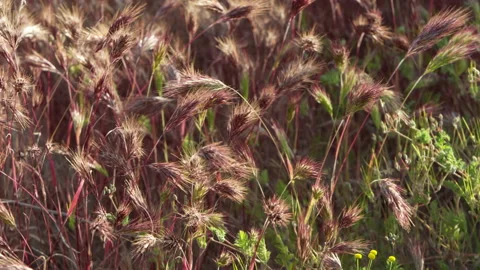 Semi close-up of beautiful brown colored foxtail grass. Stock Footage 214317224