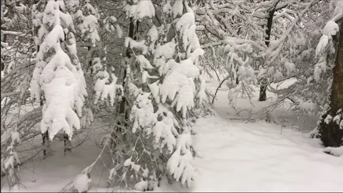 Semi close up of pine tree branches covered with snow Stock Footage 209149281