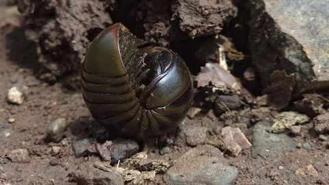Semi-Coiled Pill Millipede Navigating Soil Terrain: A glossy, multi-segmented br Stock Footage 346279506