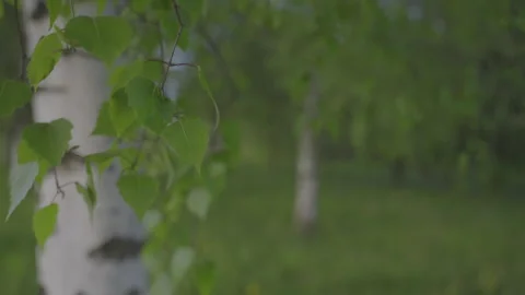 Semi dark birch tree with green leaves on branches swaying in light wind Video stock 302227353