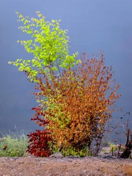 Semi dried, tree with multi colored leaves during summer season on a river ba Stock Photos