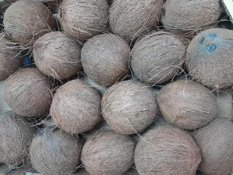 Semi husked coconuts fruit isolated background Stock Photos
