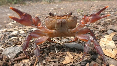 A semi-terrestrial crab occurring around the Mediterranean defends itself Видео 89150969