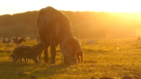 Semi-wild pig and piglets on pasture at summer sunset. Stock Footage 72194607