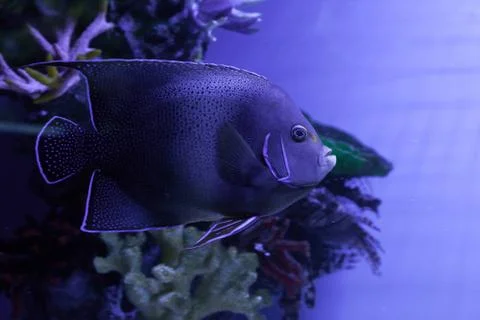 Semicircle angelfish among algae 스톡 사진