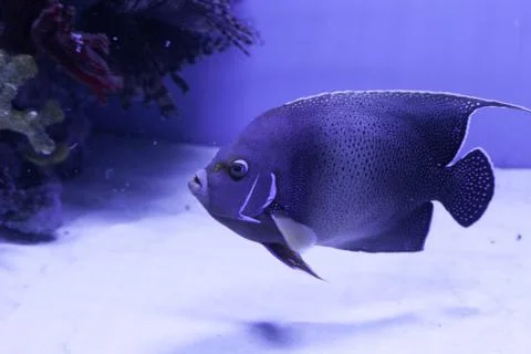 Semicircle angelfish on the bottom Stock Photos