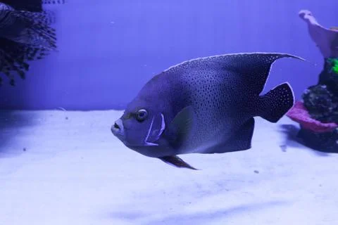 Semicircle angelfish on the bottom 스톡 사진
