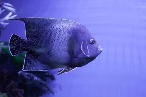 Semicircle angelfish closeup 스톡 사진