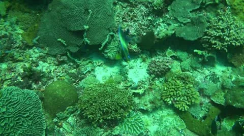 Semicircle angelfish Stock Footage 10738026