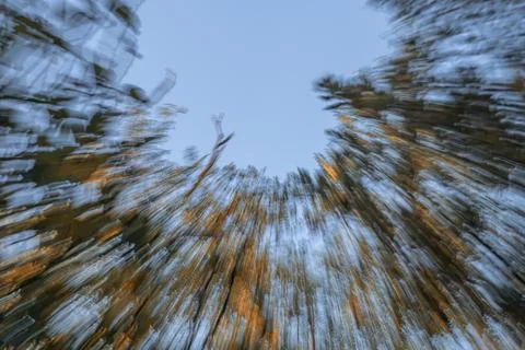 Semicircle of deliberately moved trees creates an interesting artistic effect Stock Photos