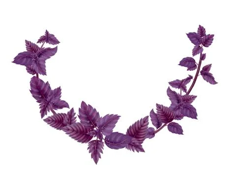 Semicircle wreath of basil branches Stock Illustration