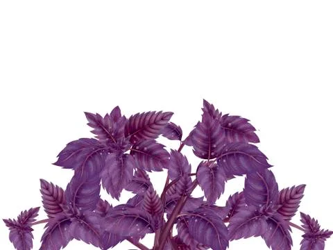 Semicircle wreath of basil branches Stock Illustration