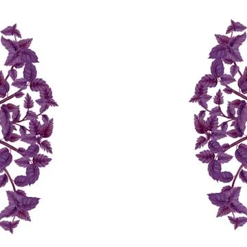 Semicircle wreath of basil branches Stock Illustration