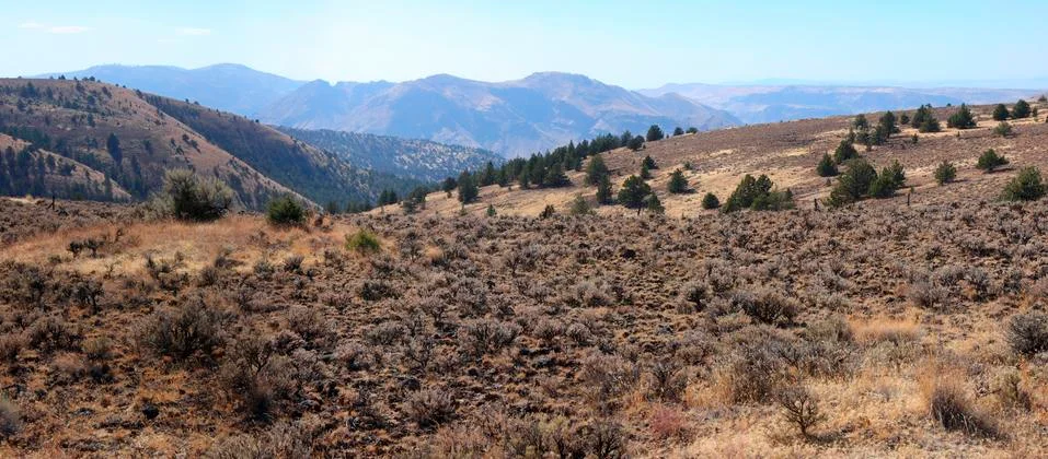 Semidesert environment. Stock Photos