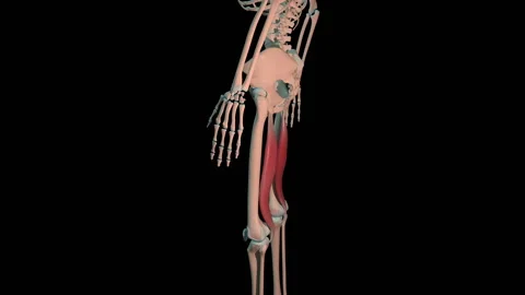Semimembranosus Muscles Full Roration Loop Video stock 145521982