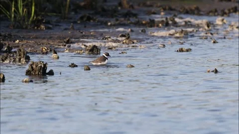 A Semipalmated Plover Bathing Stock Footage 339373295