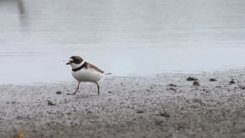 Semipalmated plover on the beach Stock Footage 94839100