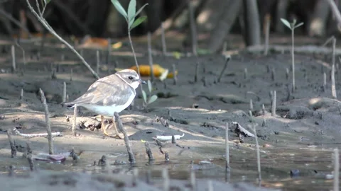 Semipalmated Plover Bird on Mud Beach Shore Estuary Costa Rica Central America Stock Footage 134401768