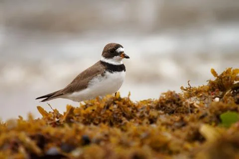 Semipalmated Plover - Charadrius semipalmatus is  small plover, wading bird,  Foto stock
