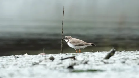 Semipalmated Plover (Charadrius semipalmatus) Walking Across Beach Food Stock Footage 307846300