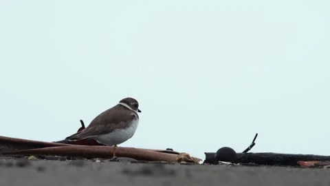 Semipalmated Plover (Charadrius semipalmatus) Walking Across Beach Food Video stock 307846305