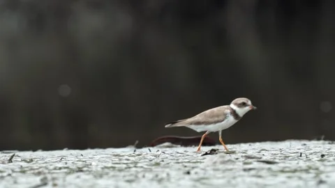 Semipalmated Plover (Charadrius semipalmatus) Walking Across Beach Food Video stock 307846474