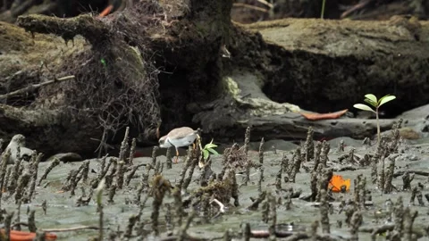 Semipalmated Plover (Charadrius semipalmatus) Walking Across Beach Food Video stock 307846520