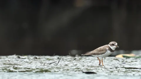 Semipalmated Plover (Charadrius semipalmatus) Walking Across Beach Food Video stock 307846524