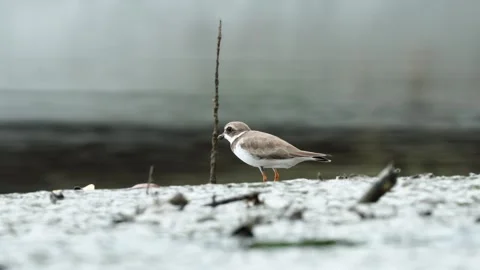 Semipalmated Plover (Charadrius semipalmatus) Walking Across Beach Food Video stock 307846538