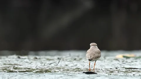 Semipalmated Plover (Charadrius semipalmatus) Walking Across Beach Food Video stock 307846544