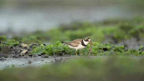 Semipalmated Plover eating a worm Stock Footage 197043543