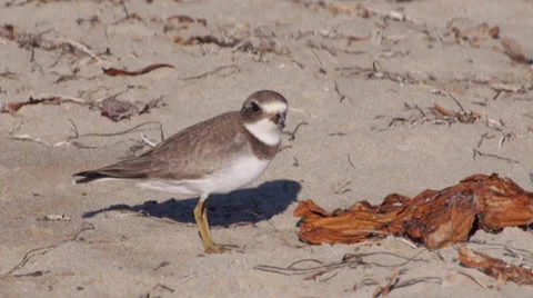 Semipalmated Plover Stock Footage 35194895