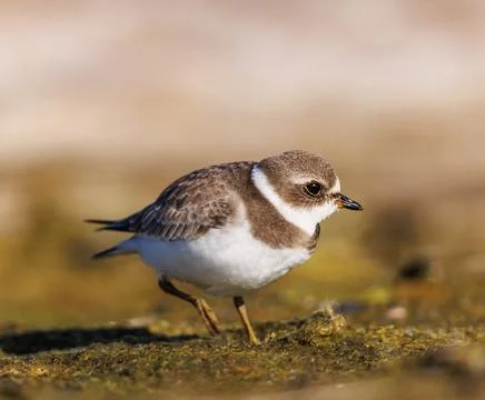 Semipalmated Plover foraging on the beaches Stock Photos