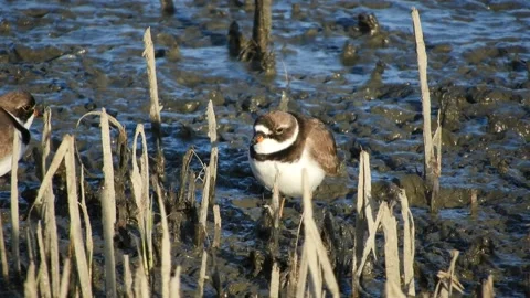 Semipalmated Plover Standing in the Marsh Stock Footage 134665931