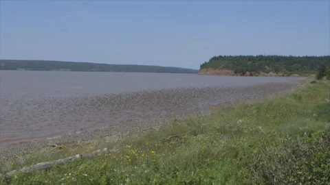 Semipalmated Sandpiper Stock Footage 144751319