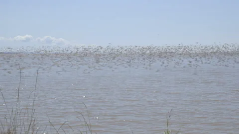 Semipalmated Sandpiper Stock Footage 144751459