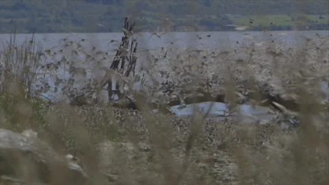 Semipalmated Sandpiper Stock Footage 144751607