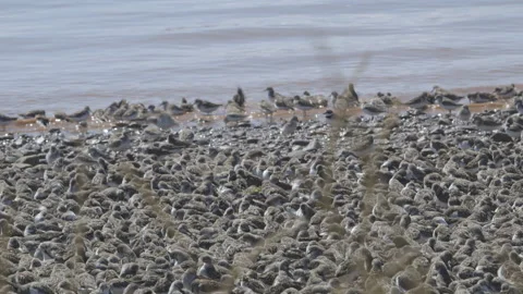 Semipalmated Sandpiper Video stock 144752219